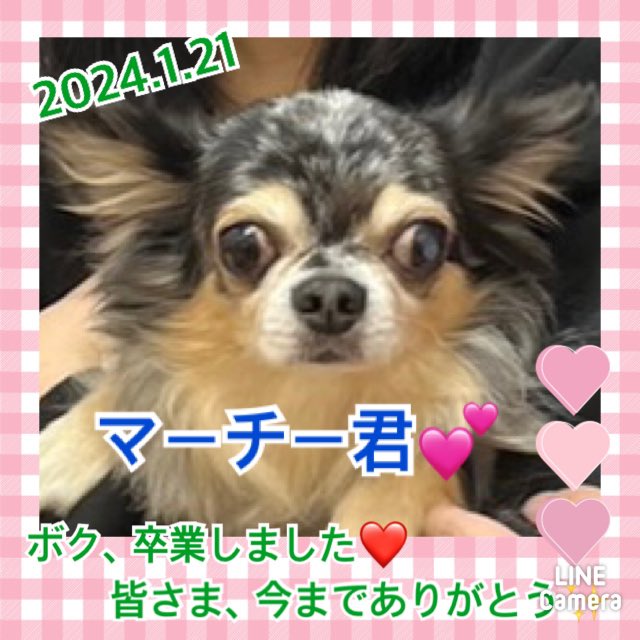 【運命の赤い糸見～つけた💓チワワのマーチー君💕】2024,1,21